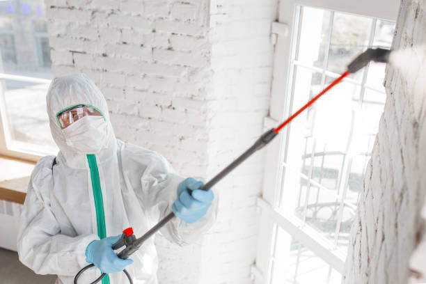 Best Mold Odor Removal Services  in Machias, WA