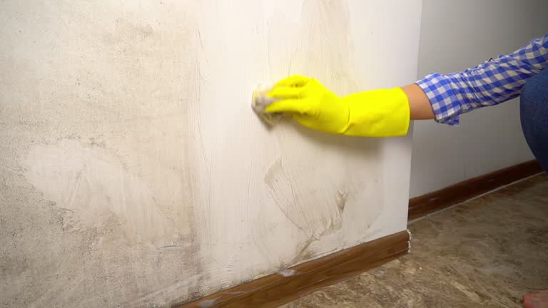 Mold Remediation for Vacation Homes in Machias, WA