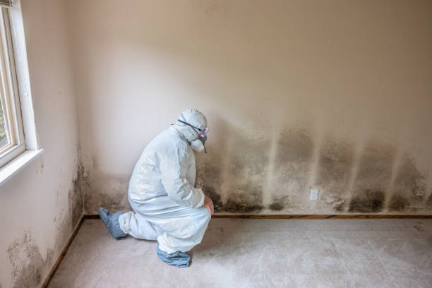 Machias, WA Mold Inspection, Removal & Remediation Company