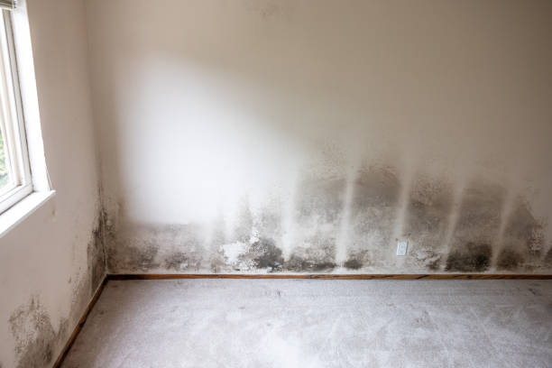 Best Mold Remediation for Healthcare Facilities  in Machias, WA