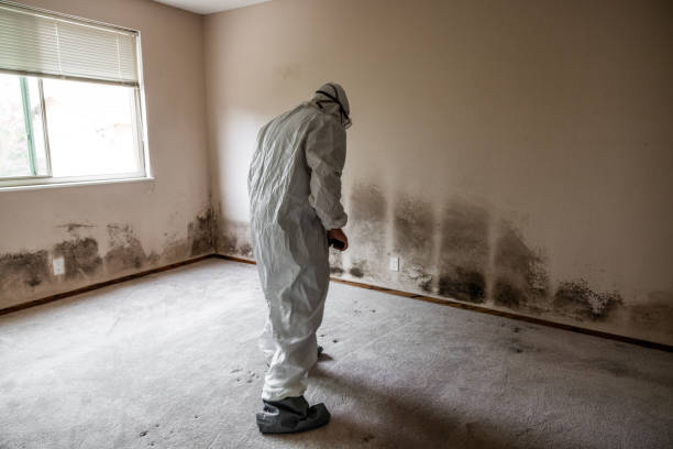 Best Environmental Consulting for Mold Prevention  in Machias, WA